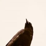 enterprise intelligence impact study