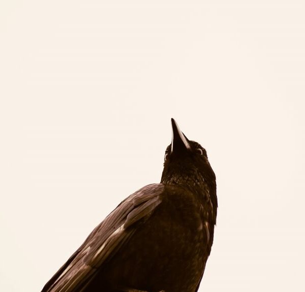 enterprise intelligence impact study