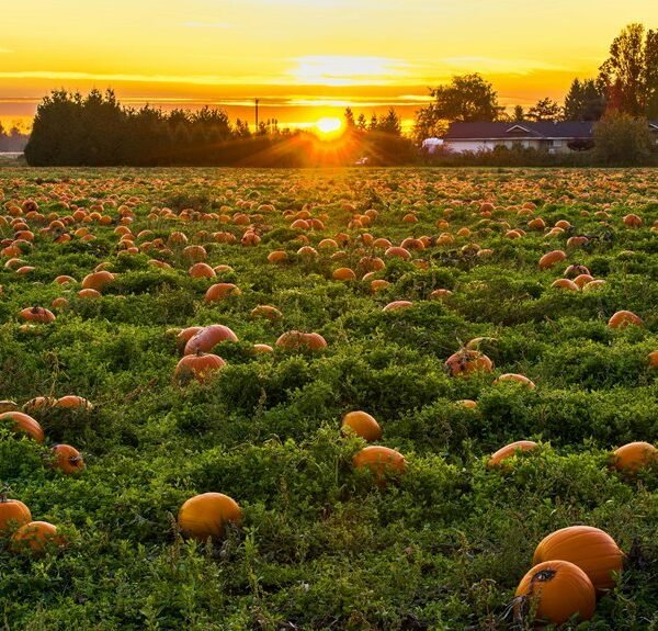 market analysis and competition