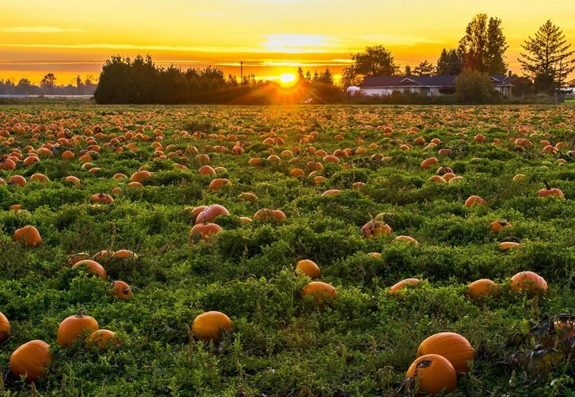 market analysis and competition